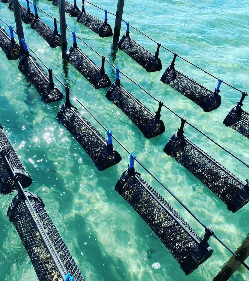 BST Adjustable Longline System